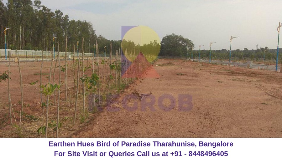 Earthen Hues Bird of Paradise Tharaahunise, Bangalore Actual View of Project site